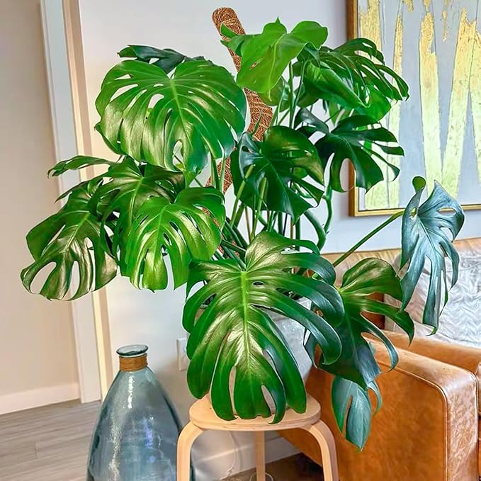2 Pack 60 Inch Moss Pole Monstera Plant Support, Coir Moss Poles for Climbing Indoor Plants, Bendable Plant Stake Trellis for Potted Plant, Pothos, Philodendron