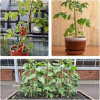 25pcs 7/20" D Thicker Heavy Duty Bamboo Stakes, 3FT Plant Stakes, Natural Garden Stakes for Tomato, Bean, Flowers,Trees Potted and Climbing Plant Support