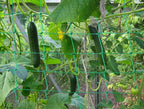 Trellis Netting for Climbing Plants - Heavy Duty Garden Trellis Netting for Cucumber, Vine, Fruits & Vegetables Tomato Plants Trellis Net, Climbing Vining Plants (2-Pack 3.3' x 6.6'Ft)