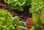 Gardena Micro-Drip-System L-Piece 4.6 mm (3/16 inch): Change Direction of Supply Pipes and Irrigation Lines by 90 Degrees, Kink-Free Installation, Easy & Flexible Connection Technology (13212-20)
