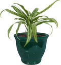 sunnydaze studio 15" round ceramic planter, dark green, main product view
