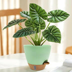 12/10/9/8 inch Self Watering Pots with Visual Water Window, Extra Large Self Watering Plant Pot with Drainage Holes and Saucers, Green Flower Pots for Indoor Plants