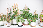 Treleaf Zella Regular Starter Kit – Wooden Extendable Plant Trellis for Indoor Climbing Houseplants – Modular Plant Support with 2 Bases + 2 Extensions - Moss Pole Alternative