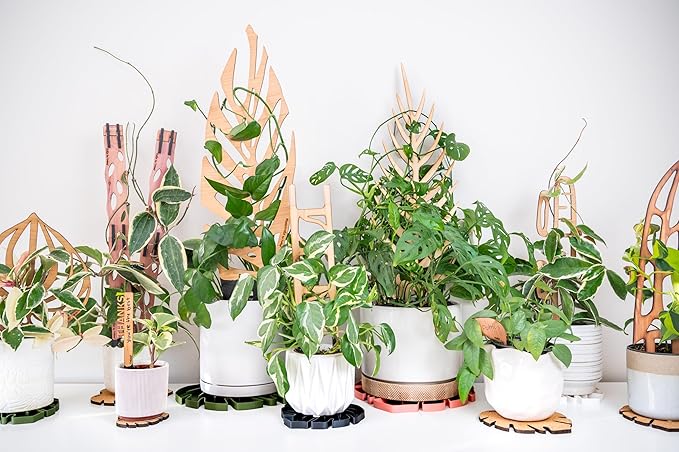 Treleaf Zella Regular Starter Kit – Wooden Extendable Plant Trellis for Indoor Climbing Houseplants – Modular Plant Support with 2 Bases + 2 Extensions - Moss Pole Alternative