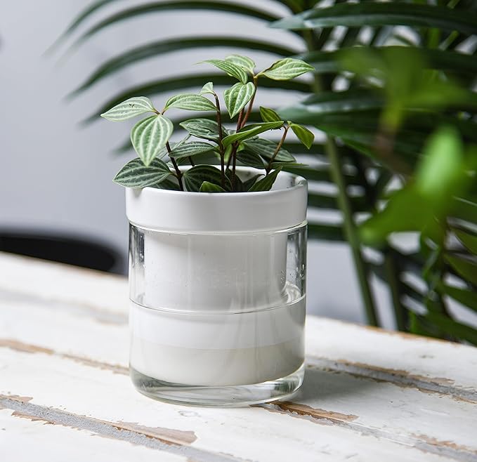Phoenix Vine 4 Inch Self Watering Planter, White Terracotta Clay Pot with Glass Reservoir for Indoor Plants, Herbs, Flowers, Set of 3, 52-B-E-3
