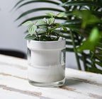 Phoenix Vine 4 Inch Self Watering Planter, White Terracotta Clay Pot with Glass Reservoir for Indoor Plants, Herbs, Flowers, Set of 3, 52-B-E-3