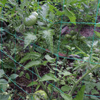 Trellis Netting for Climbing Plants - Heavy Duty Garden Trellis Netting for Cucumber, Vine, Fruits & Vegetables Tomato Plants Trellis Net, Climbing Vining Plants (2-Pack 32.8' x 6.6'Ft)