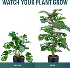 2 Pack 42'' Bendable Moss Pole Monstera Plant Support - Real Forest Moss for Climbing Indoor Plants - Stakes for Potted Climbers - Tall Sticks Indoor Trellis for Houseplants - Pot Accessories
