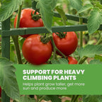 Tomato Cage - Large Trellis Stakes and Plant Support Structures for Vegetables and Climbing Plants - Tall Tomato Cages for Garden, Pots, Raised Garden Bed Outdoor Supplies (6 Pack - Up to 48")