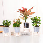 ORIMERC 200 feet 1/4 inch Self Watering Capillary Wick Cord Vacation Plant Sitter DIY Hydroponic Wicking Rope Seeds Start Planter Pot Automatic Potted Flower Passive Lazy Waterer String System Device