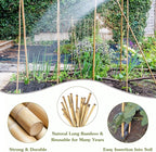 Plant Stakes 4.8FT, Natural Bamboo Stakes, HAINANSTRY 20Pcs Sturdy Bamboo Garden Stakes, Bamboo Sticks for Plants, Beans, Indoor and Outdoor Climbing Plants, Tomato Vegetable Stakes for Garden
