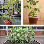 25pcs 1/2" D Thicker Heavy Duty Bamboo Stakes, 4FT Plant Stakes, Natural Garden Stakes for Tomato, Bean, Flowers,Trees Potted and Climbing Plant Support