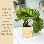 LaLaGreen Wooden Planter Box for Plants (4x4 Inch, 6 Pack) Small Square Wall Planters for Indoor Plant, Natural Wood Hanging Flower Boxes Herb Planter Table Centerpiece Modern Home Garden Office Decor