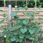 Plant Stakes 4FT, Natural Bamboo Stakes, HAINANSTRY 25Pcs Sturdy Bamboos Garden Stake, Bamboo Sticks for Plants, Beans, Indoor and Outdoor Climbing Plants, Tomato Vegetable Stakes for Garden
