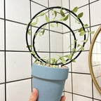 Hoya Trellis Set of 3 Round Climbing Plant Supports - Small, Medium, Large - Sturdy Metal for Indoor & Outdoor Potted Plants - Easy Tool-Free Assembly - Great Choice for Plant Enthusiasts
