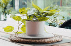 kurrajong farmhouse light green fake pothos plant |, side view
