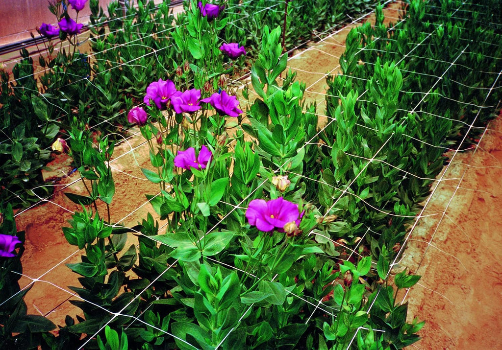 tenax 100521792 hortonova plant trellis net, 42" x, close-up detail
