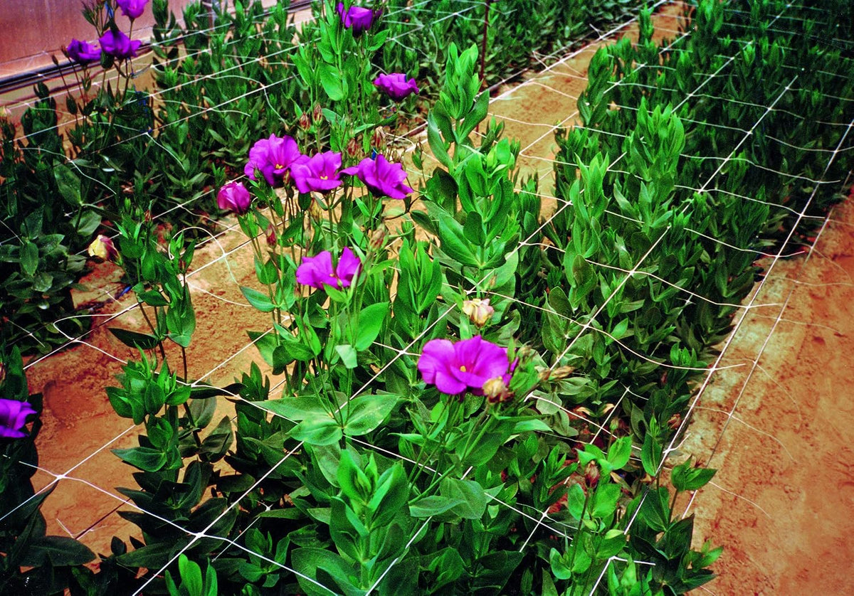 tenax 100521792 hortonova plant trellis net, 42" x, close-up detail
