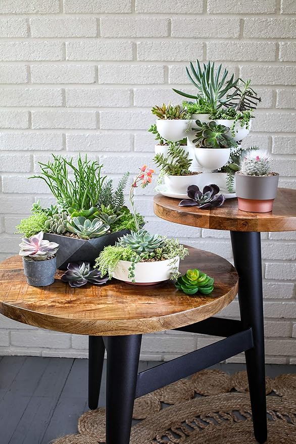 The HC Companies 8 Inch Round Plastic Succulent Capri Bowl Decorative Indoor Flower Succulent Planter Pot with Drain Plug Hole, Vanilla Bisque (2 Pack)