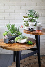 The HC Companies 8 Inch Round Plastic Succulent Capri Bowl Decorative Indoor Flower Succulent Planter Pot with Drain Plug Hole, Vanilla Bisque (2 Pack)