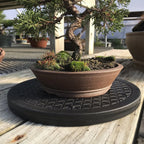 Mighty Mini Bonsai Tree Turntable 12.5" Base Stainless Steel Ball Bearings. Low Cost 200-Pound Capacity 360-Degree Rotation Allows Easy Pruning Or Great Bonsai Tree Displays