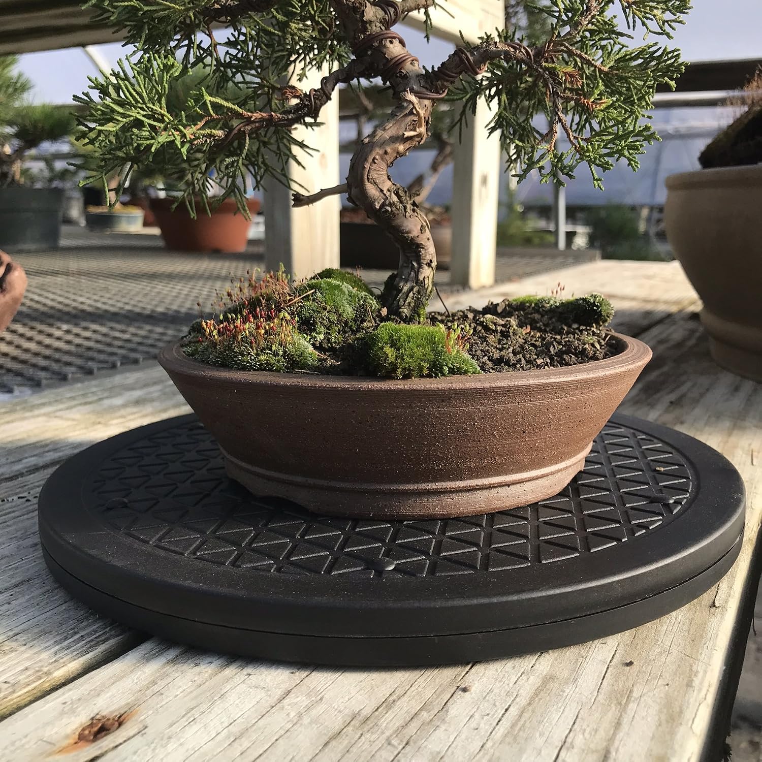 Mighty Mini Bonsai Tree Turntable 12.5" Base Stainless Steel Ball Bearings. Low Cost 200-Pound Capacity 360-Degree Rotation Allows Easy Pruning Or Great Bonsai Tree Displays