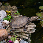 Aquascape Turtle On Log Spitter Fountain for Pond and Garden, 78371