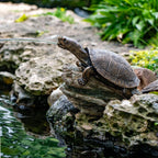 Aquascape Turtle On Log Spitter Fountain for Pond and Garden, 78371