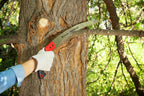 Corona Tools 14-Inch RazorTOOTH Pruning Saw | Tree Saw Designed for Single-Hand Use | Curved Blade Hand Saw | Cuts Branches Up to 8" in Diameter | RS 7395, Red/Black