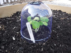 ! growaway medium reusable plastic mini greenhouse, cloche shown in use