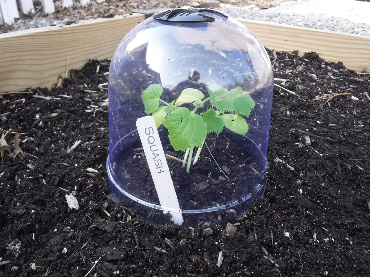 ! growaway medium reusable plastic mini greenhouse, cloche shown in use