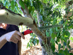 Corona RS 7041 Razor Tooth Folding Saw, 7-Inch Blade , Red