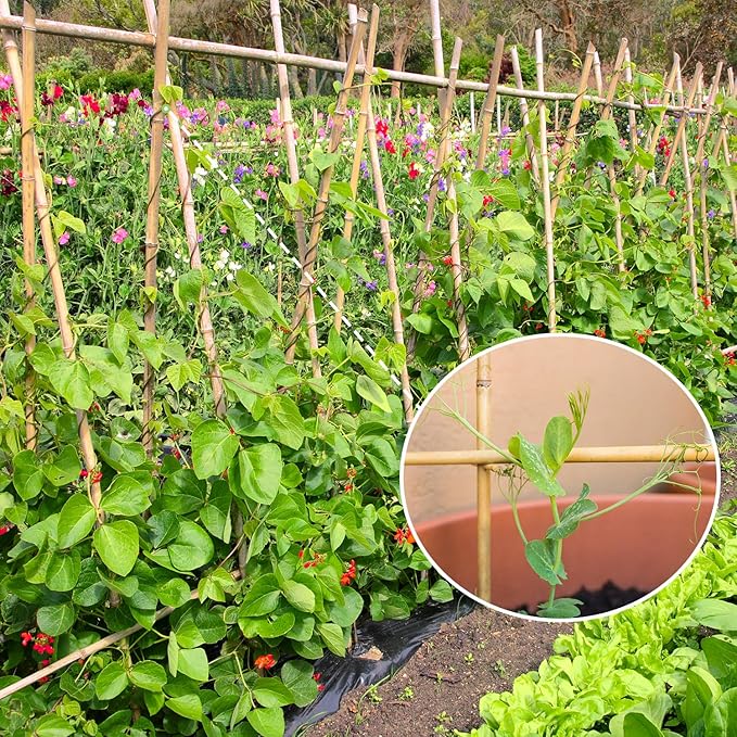 Plant Stakes,3FT Longer Sturdy Natural Bamboo Garden Stakes,GAGINANG 25Pcs Bamboo Sticks Trellis Support for Tomato, Vegetables Beans Trees Climbing Plants