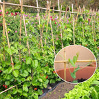 Plant Stakes,3FT Longer Sturdy Natural Bamboo Garden Stakes,GAGINANG 25Pcs Bamboo Sticks Trellis Support for Tomato, Vegetables Beans Trees Climbing Plants