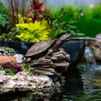 Aquascape Turtle On Log Spitter Fountain for Pond and Garden, 78371