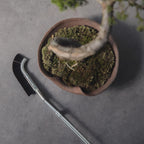 Wazakura Bonsai Curved Head Brush Made in Japan 9-1/4inch(235mm) - Black