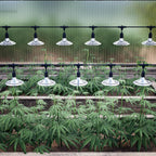 outdoor grow lights with timer, full spectrum greenhouse, front angle view