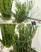 5-Pack Heavy Duty Plant Support Stakes, Metal Plant Ring Cages for Indoor Outdoor Plants, Adjustable Garden Stakes for Peonies, Monstera, Pothos, Hydrangea, Vines & Potted Plant (8" W x 14" H)