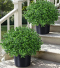 fake potted plants artificial plants for outdoors decor, main product view