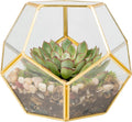 d'eco glass gold sphere plant terrarium and centerpiece, main product view