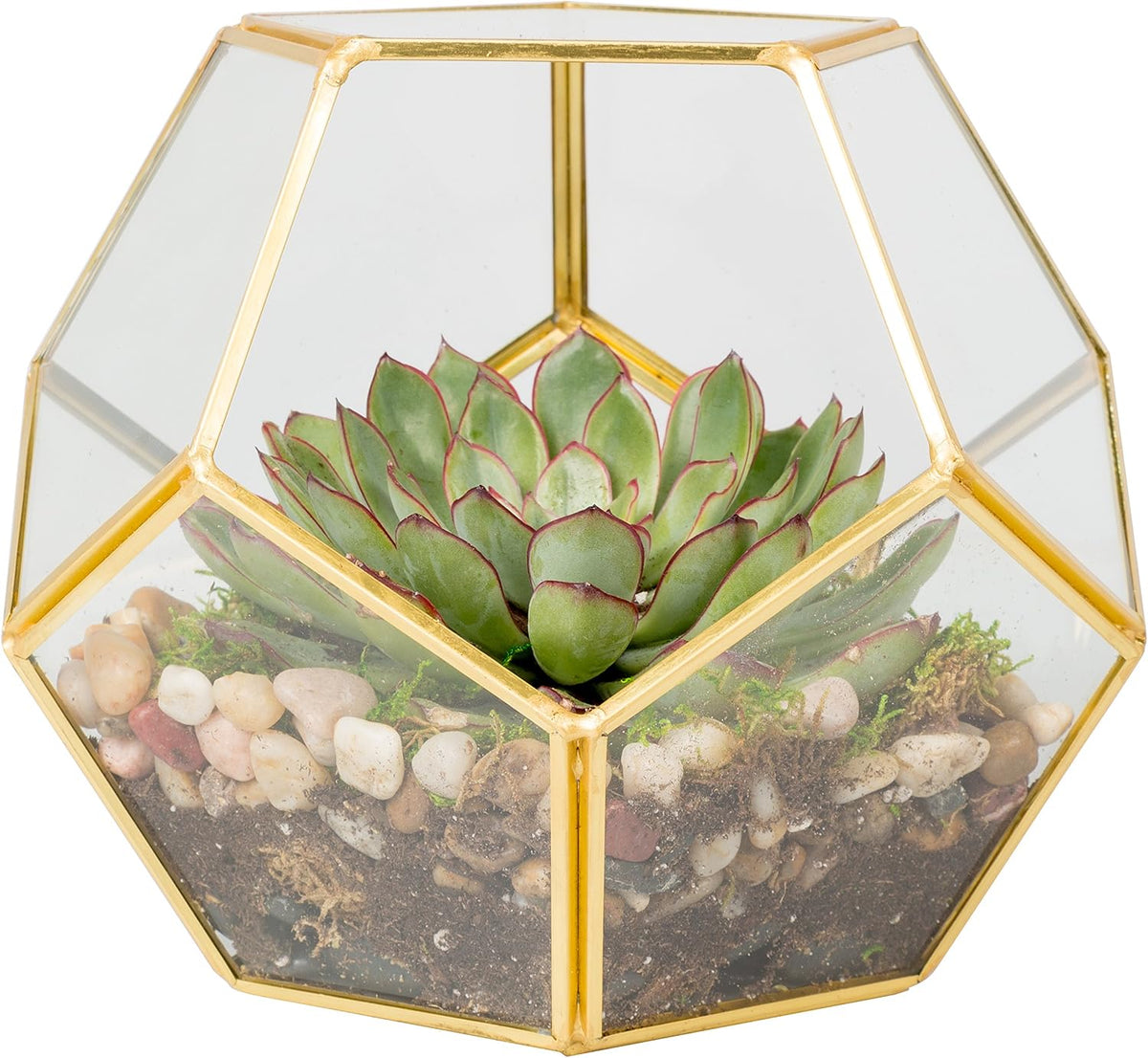 d'eco glass gold sphere plant terrarium and centerpiece, main product view