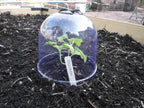! growaway™ small reusable plastic mini greenhouse, garden shown in use