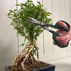 Spear & Jackson Kew Gardens Urban Oasis Japanese Bonsai Scissors - Precision Pruning Shears with Carbon Steel Blades, Fine Tip for Indoor Plants & Balcony Plants