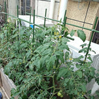 6Ft 72inch Garden Stakes Sturdy Plant Sticks Support Tomato Stakes for Vegetable,Pack of 20