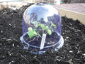 ! growaway medium reusable plastic mini greenhouse, cloche, main product view