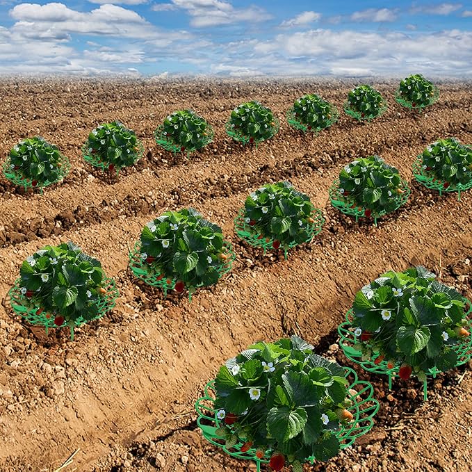 Iceyyyy 15 Pack Strawberry Plant Stand Supports-Strawberry Plant Support Stand Rack with 4 Support Feets-Growing Frame Holder Cage to Keep Berries Clean and Prevent Rot(15 Pack)