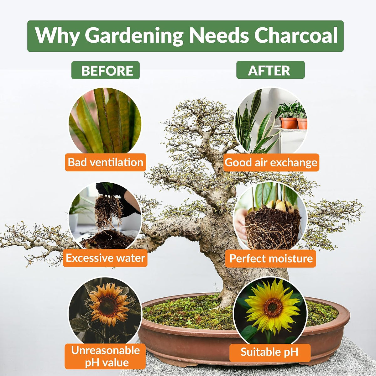 old potters premium horticultural charcoal chips, natural soil, side view