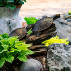 Aquascape Double Turtle On Log Spitter Fountain for Pond and Garden, 78372
