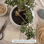 Bonsai Tree Raffia - Bonsai Plant Branch Protection + Bonsai Wiring Aid for All Tree Sizes