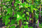 tenax 100521792 hortonova plant trellis net, 42" x, package contents